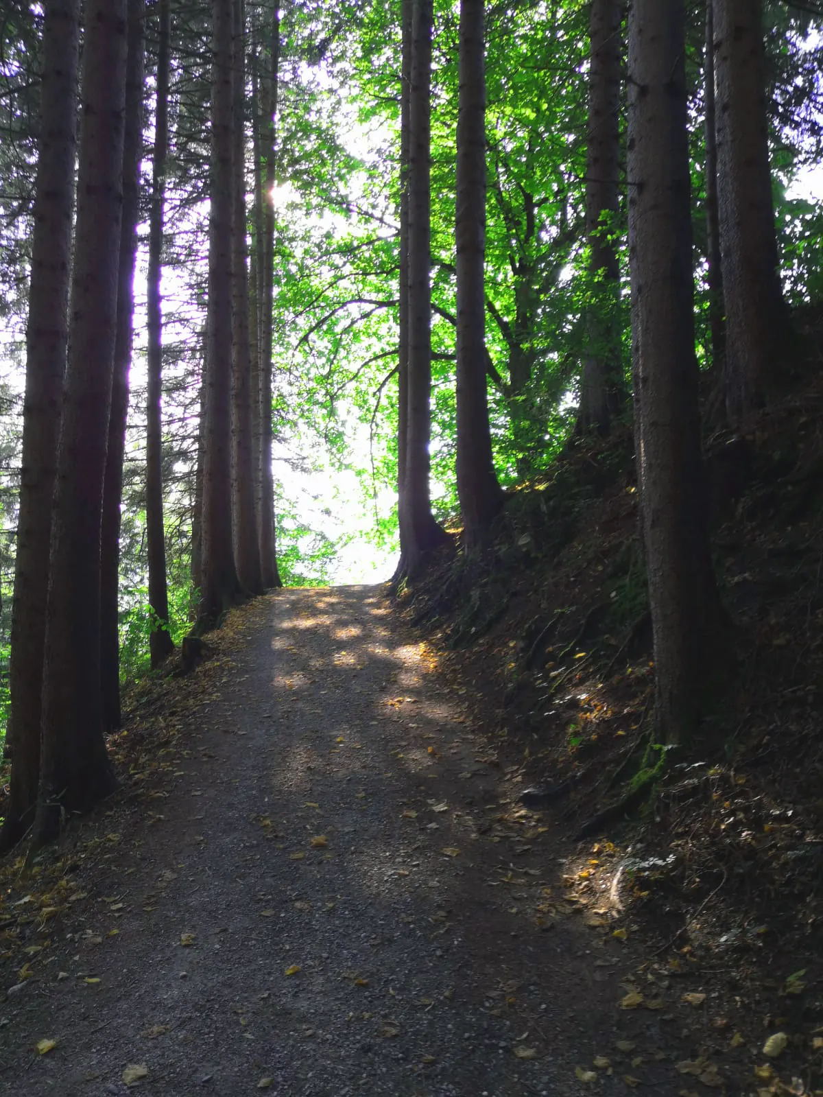 Weg aus dem Wald